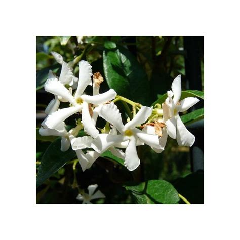 Rincosperma Rhyncospermum Jasminoides Vendita Online Vivai Piante