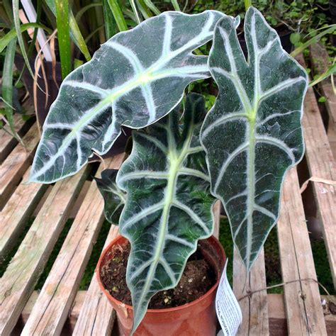 Buy Alocasia X Amazonica Polly For Sale And Mail Order Online Plants To Purchase African