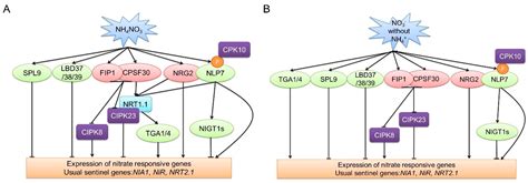 Ijms Free Full Text Molecular Regulation Of Nitrate Responses In Plants