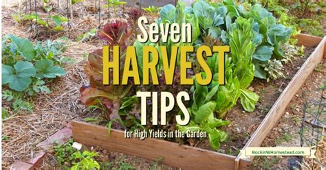 7 Harvest Tips for High Yields in the Garden | Rockin W Homestead