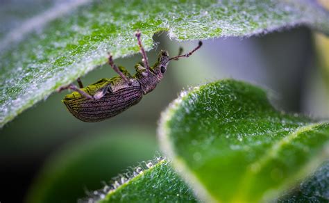 Macro Escarabajo Insecto Foto Gratis En Pixabay Pixabay