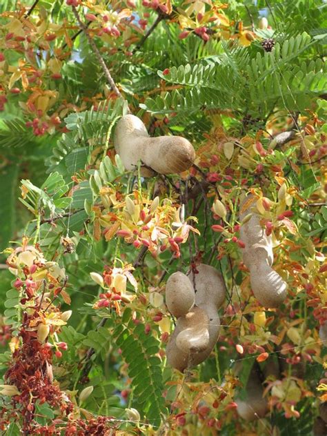 Tamarind, Tamarindus indica