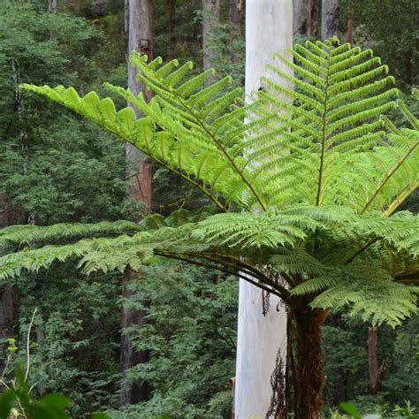 Cyathea Cooperi Foug Re Arborescente Du Queensland