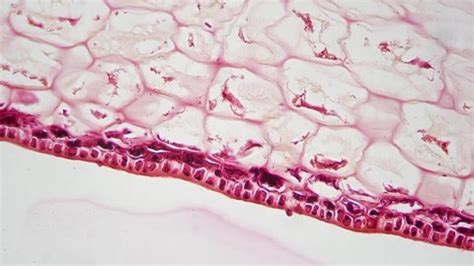 Polliondium Funaria Longitudinal Section Under Microscope Stock Footage ...