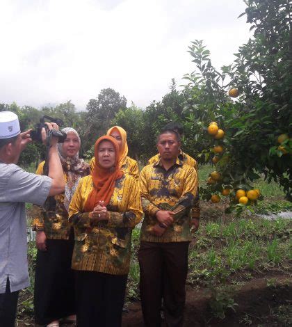 Kebun Jeruk Girga Dempo Utara Jadi Daya Tarik Wisatawan Lokal Harian