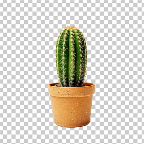 Cactus En Maceta Aislado Sobre Un Fondo Transparente Archivo PSD Premium