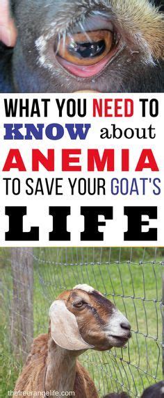 Anemia In Goats Causes Symptoms Treatment And Prevention Artofit