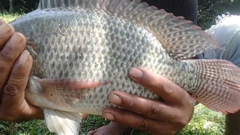 Mancing Di Air Terjun Nila Nya Babon Babon Mancing Di Air Terjun Nila