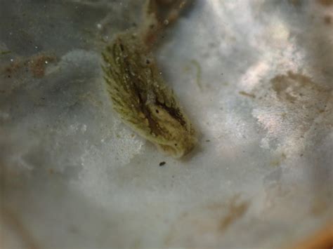 Alderia Willowi Nudibranchs And Other Sea Slugs Of California