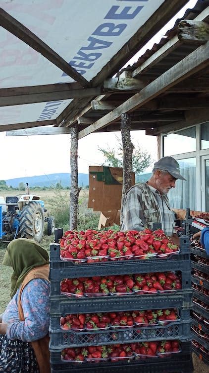 Farmers Harvesting Strawberries in the farm · Free Stock Photo