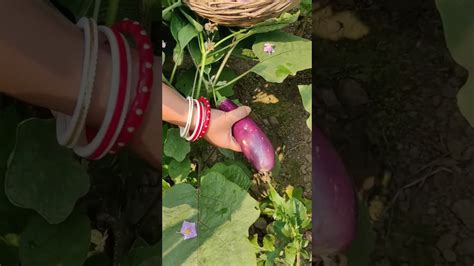 বেগুন 🍆 খেতbrinjal Fruitvideo Subscribe Youtube