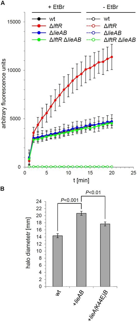 Ethidium Bromide Uptake Through LieAB A Intracellular Accumulation