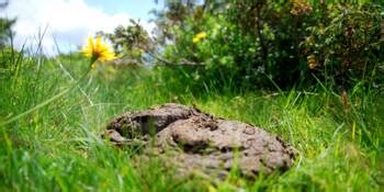 Pourquoi Les Crottes Des Wombats Sont Elles En Forme De Cube A M