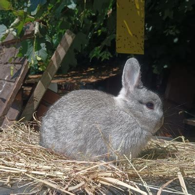 Netherland Dwarf Baby Rabbits For Sale Ukpets