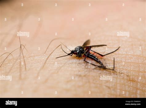 Swatted Dead Mosquito Culex Sp On Hand Stock Photo Alamy