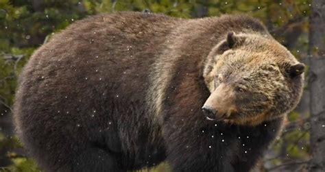 The Boss Grizzly Is Ready For His Closeup As Alberta Wildlife Shakes