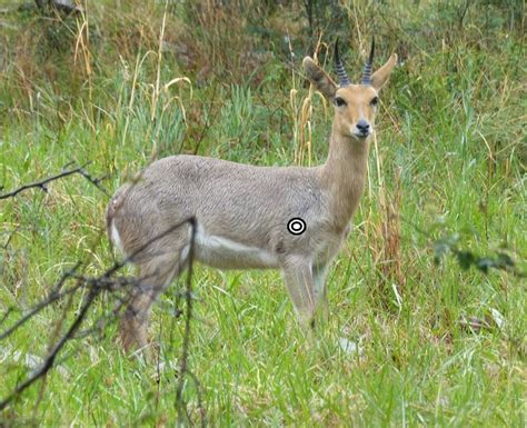 Mountain reedbuck - Alchetron, The Free Social Encyclopedia