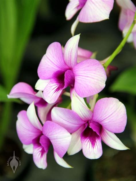 AboutOrchids » Blog Archive » Orchids for Chinese New Year