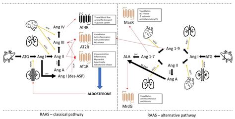 Blood Pressure Renin Angiotensin System ACE Inhibitor Pathway,