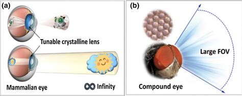 A Working Principles And Properties Of A Monocular Eye B Working