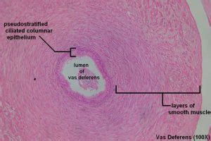 Vas Deferens – Tutorial – Histology Atlas for Anatomy and Physiology