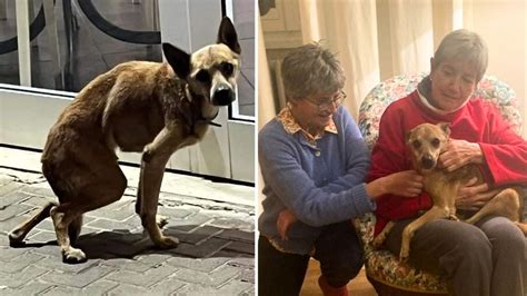 Trapani Il prima e il dopo del cane Bambi è un inno alla resilienza e