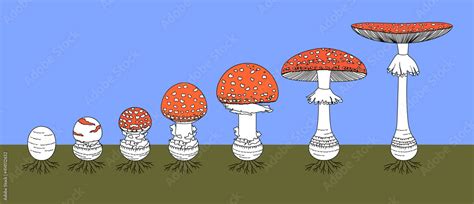 Life Cycle Of Red Fly Agaric Mushroom Stages Of Fly Agaric Amanita