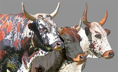 Nguni cattle - Alchetron, The Free Social Encyclopedia