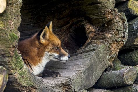 Un Renard Et Un Chien Qui Rappellent Rox Et Rouky De Disney Ont T