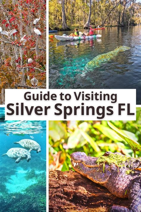 Guide To Visiting And Kayaking At Silver Spring State Park Florida