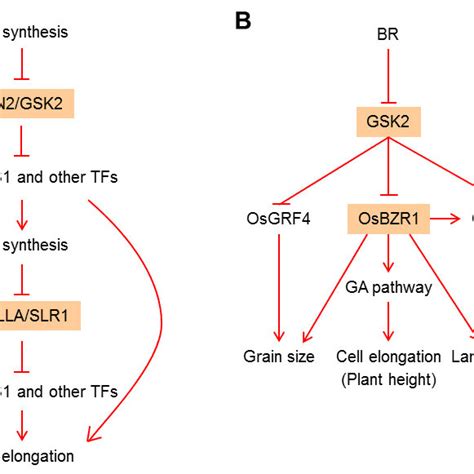 A A Simplified Model For Br Functions In Promoting Cell Elongation B