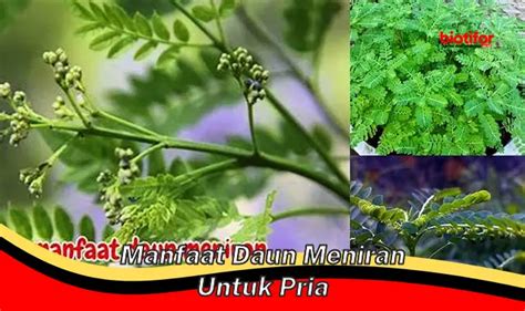 Temukan Khasiat Daun Meniran Untuk Pria Yang Jarang Diketahui Biotifor