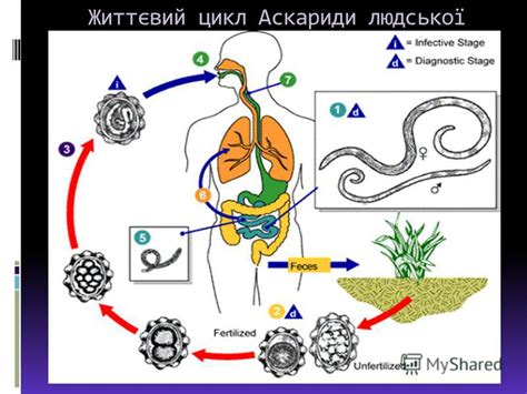 Презентация на тему: "Біологічний диктант 1. Назва типу Кільчасті черви ...