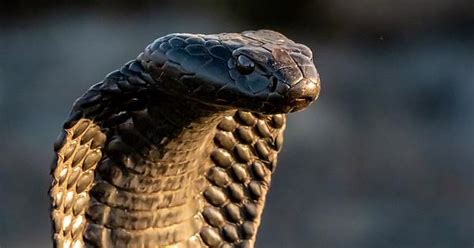 Black Spitting Cobra Naja Nigricincta Woodi From The Cederberg Western Cape Dangerously