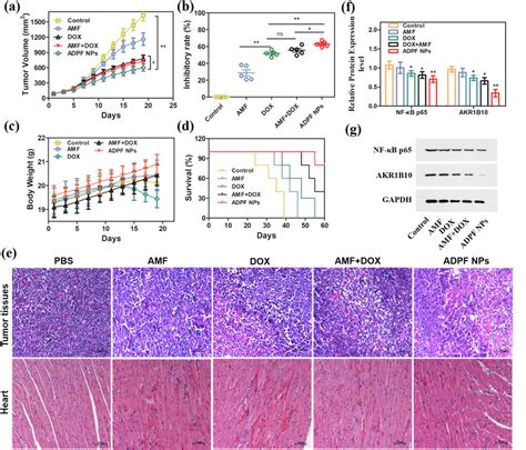 In Vivo Antitumor Evaluation A A549 Tumor Growth Curves B Tumor