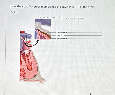 Solved Label The Specific Serous Membranes And Cavities