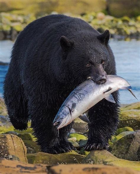 🔥 Black Bear with a salmon in its mouth : r/NatureIsFuckingLit