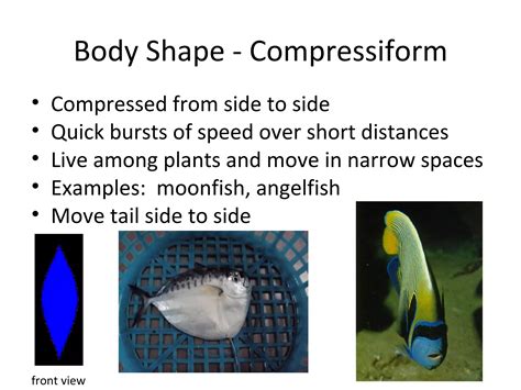 Fish Morphology Powerpoint Ppt