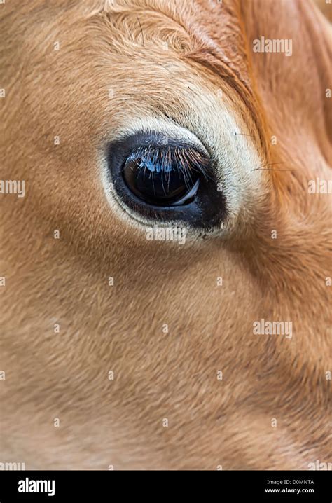 Cow eyelashes hi-res stock photography and images - Alamy