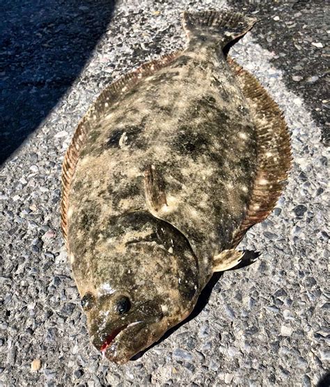 Fluke Fish Summer Flounder A Z Animals