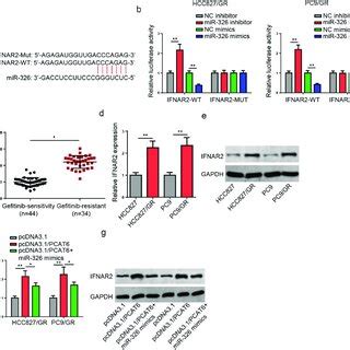 IFNAR2 Is A Downstream Target Of MiR 326 A The Complementary