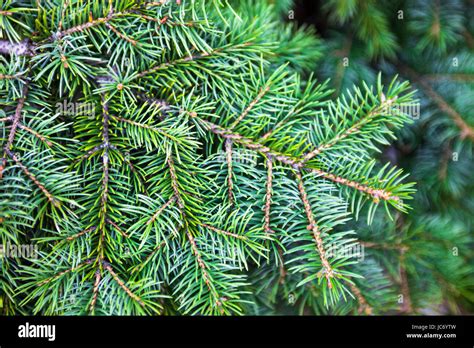 Branches Of The Evergreen Coniferous Plant With Needle Like Leaves