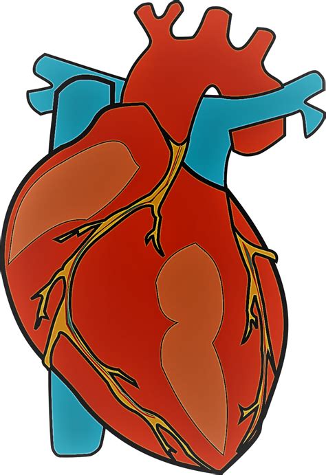 Human Heart Png Hd Png Pictures Vhvrs Images