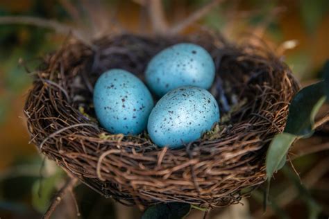 Quel genre doiseaux pondent des œufs bleus Le guide complet