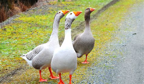 Toulouse Goose Breed Profile Farmhouse Guide