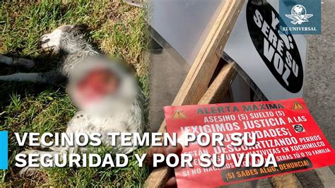 Denuncian Vecinos A Asesino Serial” De Perros En El Bosque De