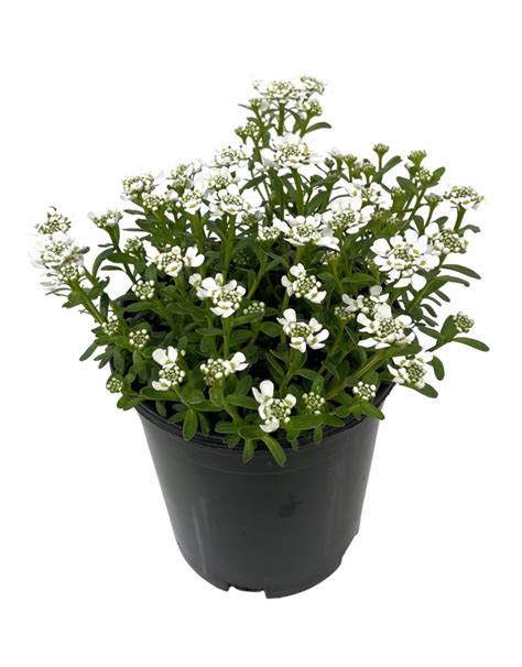 Iberis Sempervirens Snowflake 1 Gallon The Garden Corner