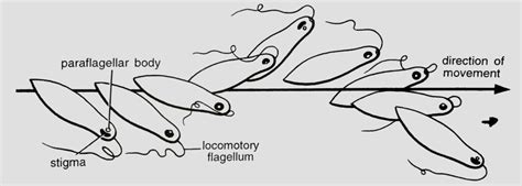 How does Euglena move? (Locomotion & Movement in Euglena)