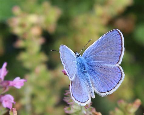 Insekt Entomologie Schmetterling Kostenloses Foto Auf Pixabay Pixabay