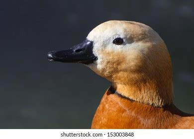 4 963 Ruddy Duck Images Stock Photos Vectors Shutterstock